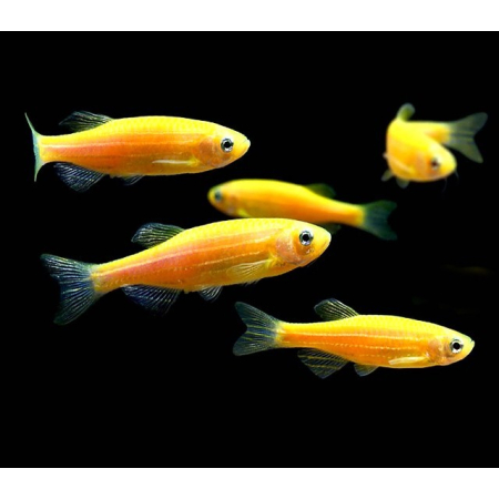 Danio orange